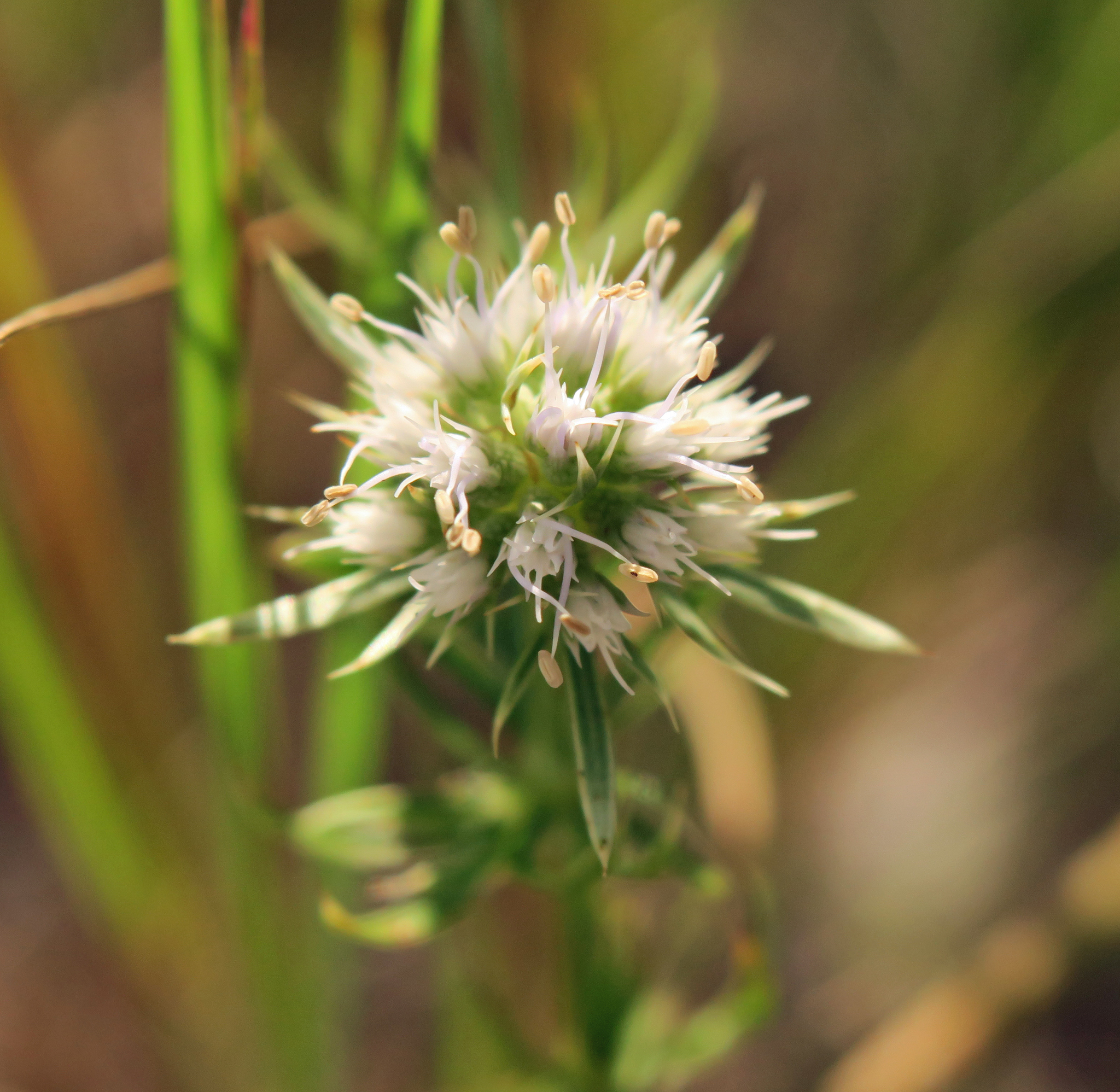 Eryngium cuneifolium
