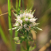 Wedge-leaved Button-Snakeroot - Photo (c) Dylan Winkler, some rights reserved (CC BY-NC)