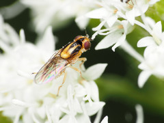 Chlorops