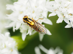 Chlorops