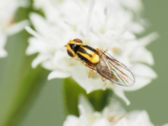 Chlorops