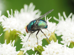 Lucilia illustris