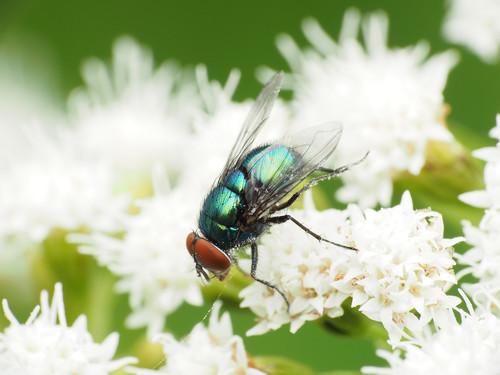 Blue-green Bottle Fly photo 4