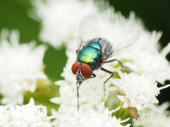 Lucilia illustris