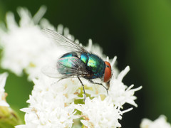 Lucilia illustris