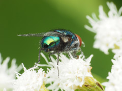 Lucilia illustris