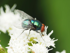 Lucilia illustris