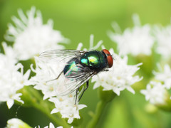 Lucilia illustris