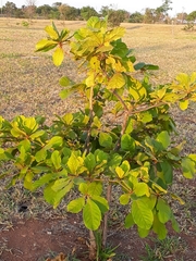 Magnoliopsida