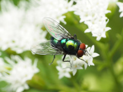 Lucilia illustris