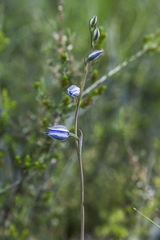 Thelymitra nuda