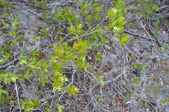 Stenostomum acutatum