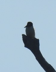 Todiramphus macleayii