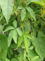 Distimake quinquefolius