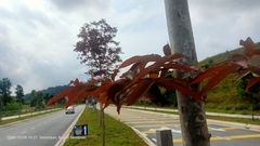 Lagerstroemia langkawiensis