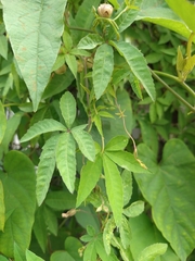 Distimake quinquefolius