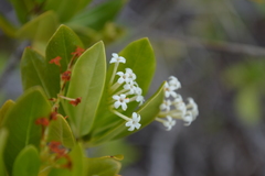 Stenostomum acutatum