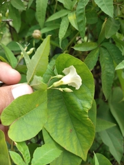 Distimake quinquefolius