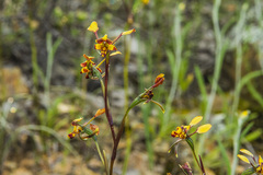 Diuris pardina
