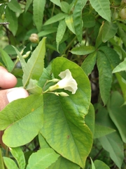 Distimake quinquefolius