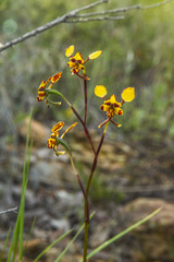 Diuris pardina