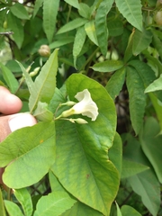 Distimake quinquefolius