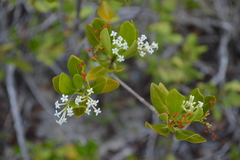 Stenostomum acutatum