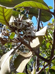Aspidosperma