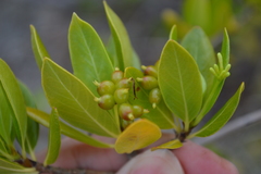 Stenostomum acutatum