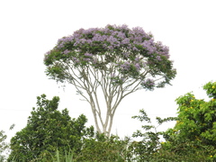 Jacaranda copaia