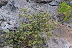 Strumpfia maritima