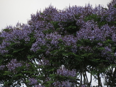 Jacaranda copaia