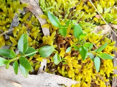 Opercularia ovata