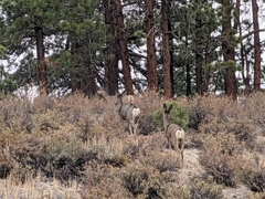 Odocoileus hemionus inyoensis