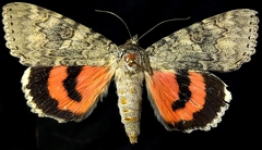 Catocala californica