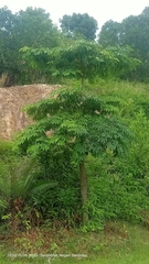 Alstonia