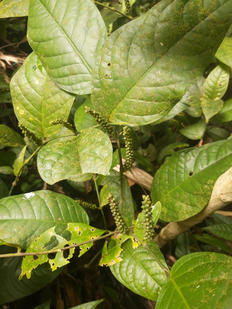 Piper darienense