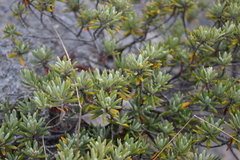 Strumpfia maritima