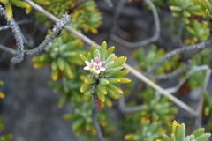Strumpfia maritima