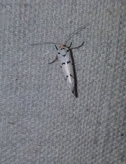 Enaemia atrolinea