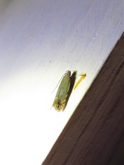 Battaristis nigratomella