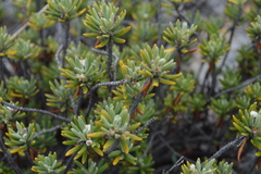 Strumpfia maritima