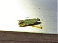 Battaristis nigratomella