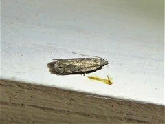 Battaristis nigratomella