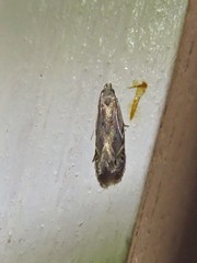 Battaristis nigratomella