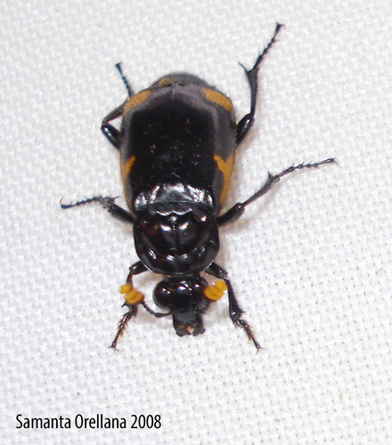 Silphidae image