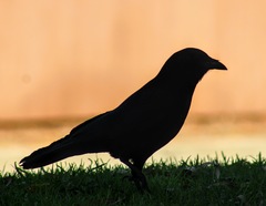 Corvus brachyrhynchos