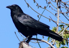Corvus brachyrhynchos
