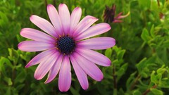 Angiospermae