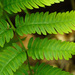 Goldie's Wood Fern - Photo (c) Tom Potterfield, some rights reserved (CC BY-NC-SA)